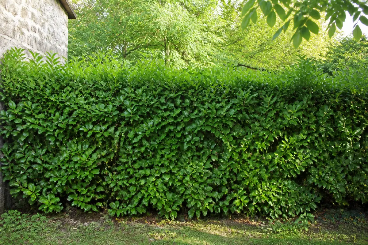 Haie de jardin : Quelle haie choisir pour protéger et décorer ?