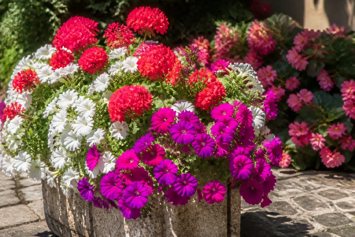 Jardinière fleurie : Quelles fleurs choisir pour un balcon fleuri ?
