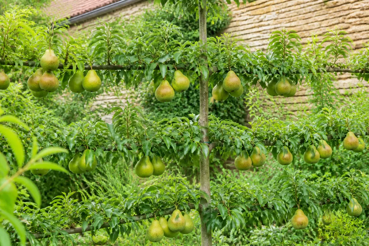 Poiriers en espalier : techniques faciles pour un palissage réussi
