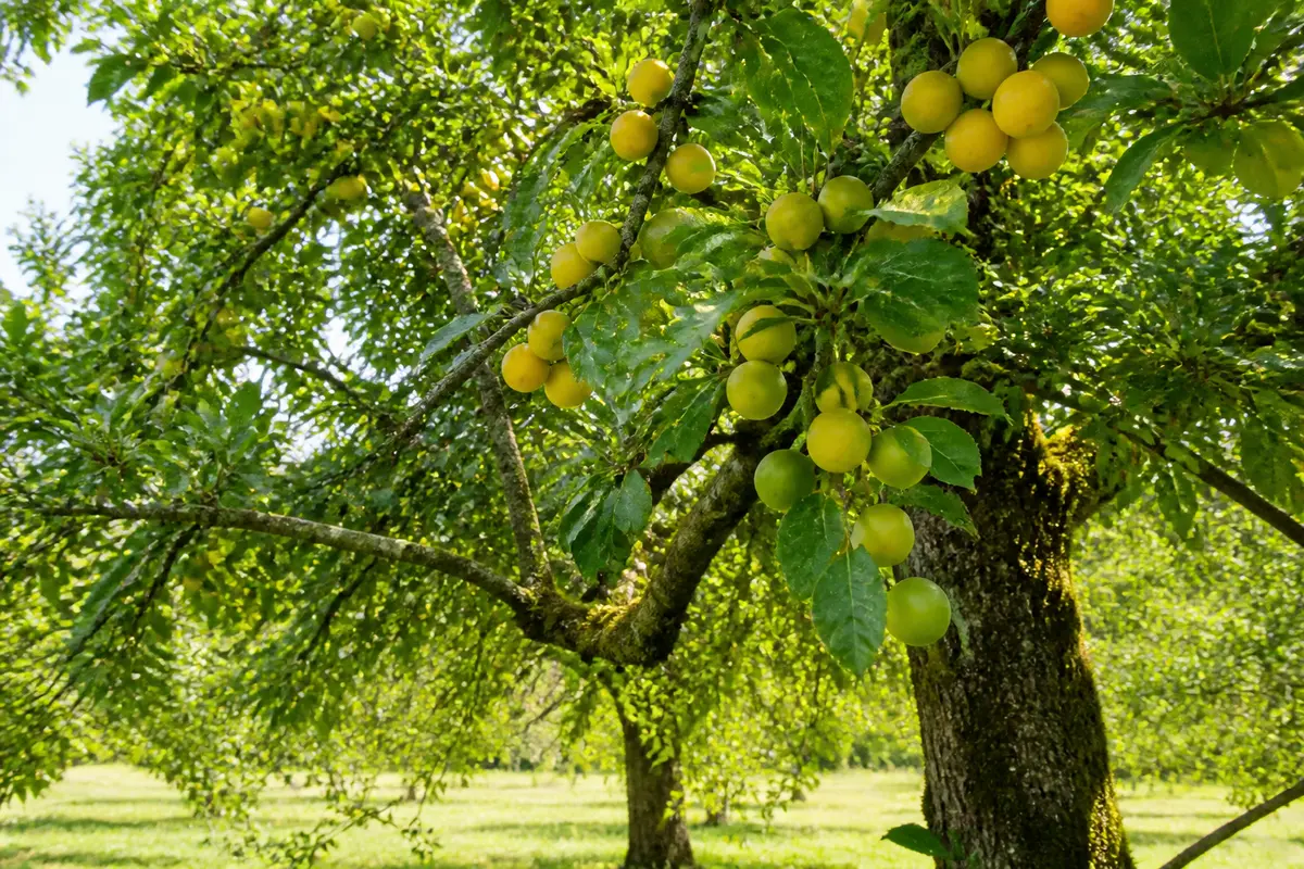 Prunier arbre : guide complet de plantation, entretien et récolte