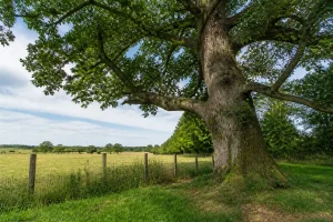 Grand arbre ancien près d'un champ, lié à la réglementation sur la hauteur des arbres adultes